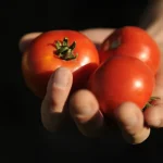 Portugal anuncia R$ 6,2 milhões para fundo de florestas de Lula