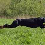 Taylor Swift lança ‘The Life of a Showgirl’, que divide as opiniões dos críticos