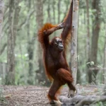 Cristiano Ronaldo e Georgina Rodríguez vão se casar na Ilha da Madeira