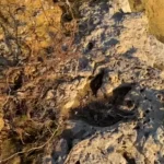 Após megaoperação, Moraes se reúne com Castro, Paes, Defensoria Pública e MP no Rio