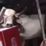 Ministros da 1ª Turma do STF devem manter prisão de Bolsonaro por unanimidade nesta segunda