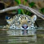 Entenda as ações no STF que podem definir destino do aborto no Brasil