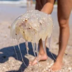 ‘Queria ter uma liberdade criativa que eu já não tinha’, diz Boninho