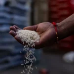 Atores que se apaixonaram pelos animais com os quais contracenaram (alguns até adotaram!)