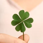 Duas seleções podem garantir vaga na Copa do Mundo hoje