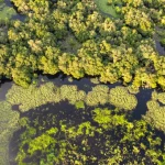 Dino quebra sigilo de Sóstenes e Carlos Jordy em ação sobre desvio de cota parlamentar