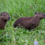 Bolsonaro confirma em carta indicação de Flávio como pré-candidato e cita ‘continuidade’