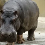 Messias aciona ‘modo atirador’, busca Pacheco e aposta em ajuda de ministros do STF