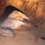 Motorista da van de Mauri Lima disse à PRF que teve ‘apagão momentâneo’