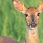 12 trabalhadores são resgatados de condições análogas à escravidão em SP