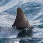 Sabia que esses animais riem como os humanos?