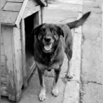 Besiktas, da Turquia, desiste de proposta por Pablo Maia, do São Paulo