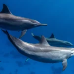 Jornal espanhol repercute Quarto Branco e o chama de ‘tortura’