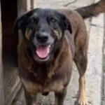 Terá que pagar por novas opções do Facebook, Instagram e WhatsApp