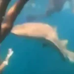 Solange Couto, atriz, é confirmada no BBB 26