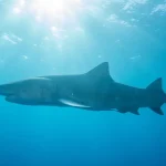 Kassab cita FHC como referência e diz que Tarcísio teria cenário ideal para Presidência