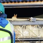 Após ouro, Lucas Pinheiro vai encontrar Lula e disputar Copa de esqui