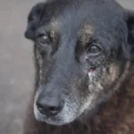 Atores que admitiram trabalhar só pelo dinheiro!