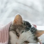 Mari Gonzalez diz que vídeo com Marina foi usado fora de contexto