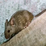 Juiz de Fora: homem descobre através de foto que família desapareceu