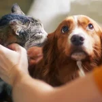 Número de mortos em chacinas policiais dobram em Rio, Salvador, Recife e Belém, diz ONG