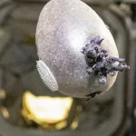 Morre DJ Dan, pioneiro da música eletrônica nos Estados Unidos