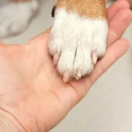 Kimi Antonelli vence GP da China de Fórmula 1