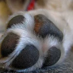 Famosos que são também médicos ou enfermeiros