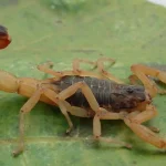 Funcionário de autarquia é preso suspeito de matar o chefe por advertência em MG