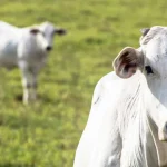 Zanin mantém presidente do TJRJ no cargo de governador interino do Rio