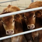 Mega-Sena 3032 acumula e poderá pagar R$ 35 milhões no sábado (18); confira o resultado