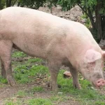 O erro de limpeza que cria um antro de germes na sua máquina de café